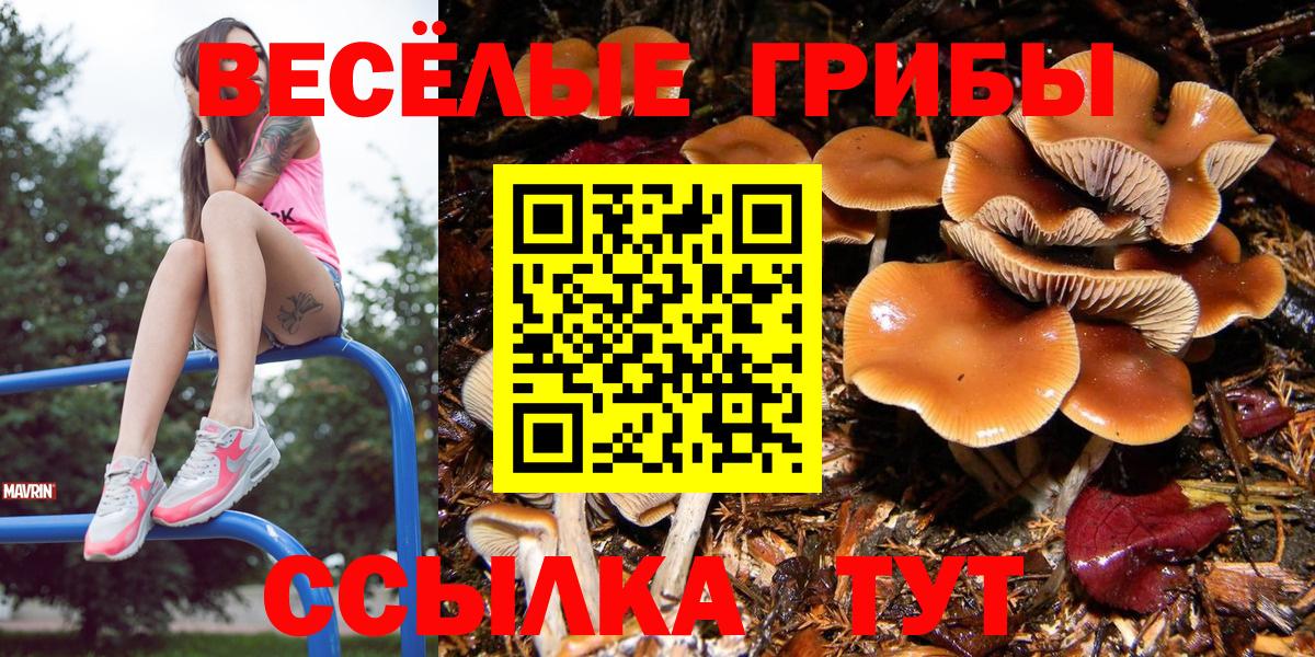 Сегежа  Псилоцибиновые грибы Cubensis  купить наркоту  Псилоцибиновые грибы MAGIC MUSHROOMS  Вход с VPN 